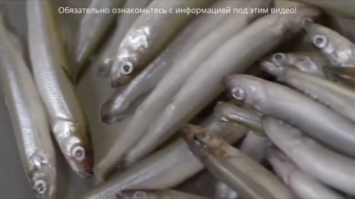 Какой рыбий жир лучше принимать - вредные и полезные жиры; Где купить лучшие ПНЖК Омега-3 НСП, Цена