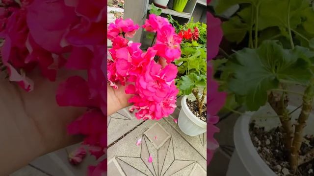 Пеларгония сорта Ю Сакура. #пеларгонии смотреть онлайн