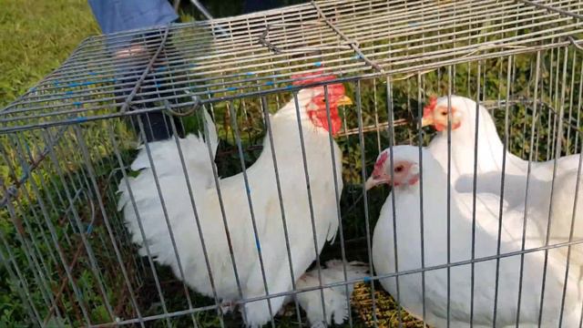 28.07.19. Птичий рынок г.Кропоткин ч 3. Bird market Kropotkin h 3. смотреть онлайн