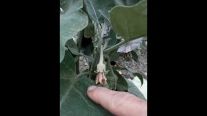 Сорт баклажана Универсал