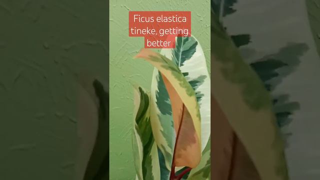 Ficus elastica, getting better after a severe leaf curl. #fypyoutube #leafcurl #ficuselasticatineke смотреть онлайн