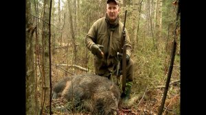 Загонная охота на кабана