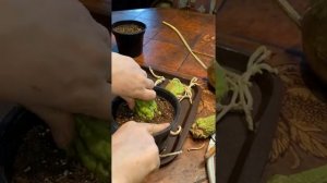 МЕКСИКАНСКИЙ ОГУРЕЦ ЧАЙОТ! КАК ПРОРАСТИТЬ?!