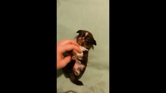 Д N4 шоколад подпал с бел дш д р 21 12 2015 смотреть онлайн