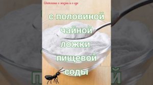 Как избавиться от летающих муравьев в доме - из жизненного опыта