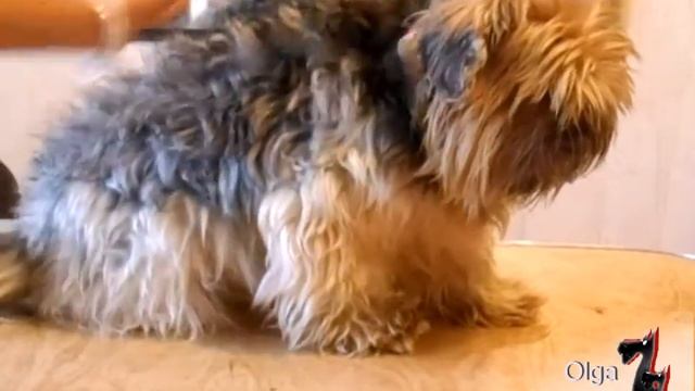 Йорк с пухлявой структурой шерсти. Стрижка смотреть онлайн