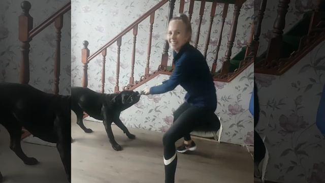 Кани Корсо!!! Супер собака!!! Развлекаемся!!!? смотреть онлайн