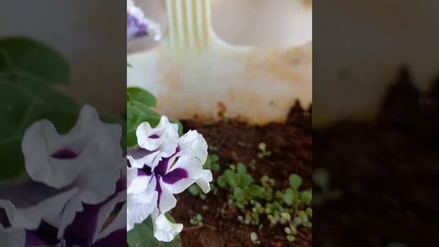 Propagation Of Petunia By  Seeds And Stem Cuttings.
