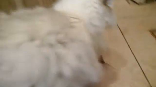 Сегодня самый милый ролик! !!история моего кота Фили! !!!!!!!!!! смотреть онлайн