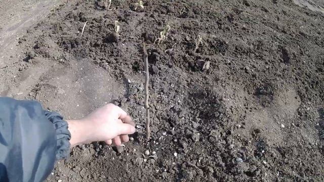 Серебро Николая || в огороде. Огородный Vlog. Как цветёт фундук. Ейск. Кубань. смотреть онлайн