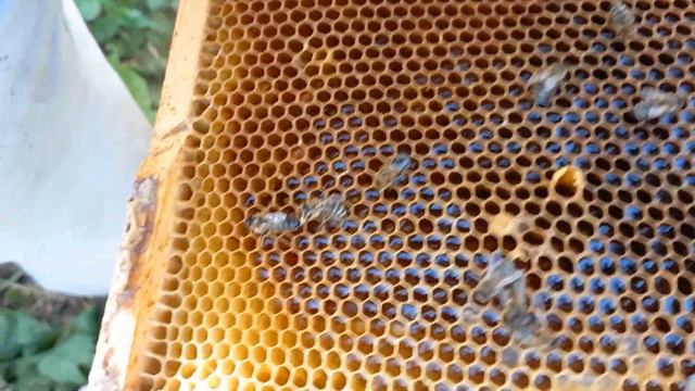 Матка облетелась. смотреть онлайн