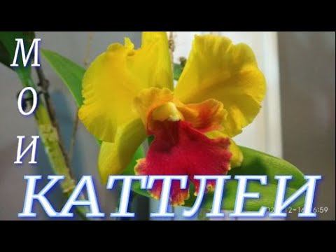 Моя небольшая коллекция Каттлей