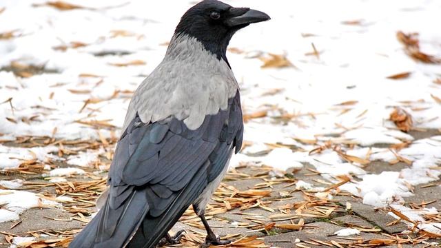 Ворона - интересные факты