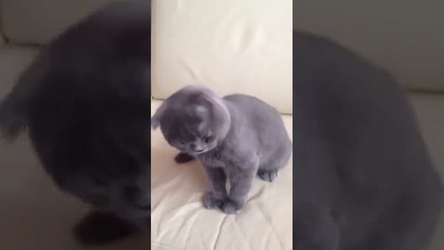 Чихающий кот или кот чихает смотреть онлайн