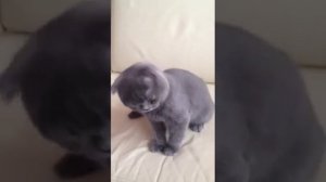 Чихающий кот или кот чихает