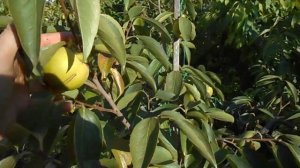 Выращивание хурмы в средней полосе в кадке.