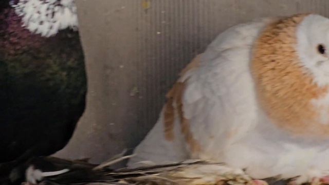 Голуби и голубятники обзор смотреть онлайн