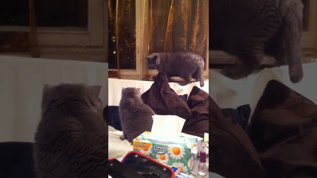Алан Браев. Шотландия атакует! смотреть онлайн