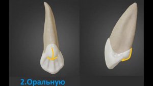 Клыки верхней и нижней челюсти кратко