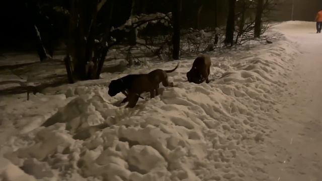 Жёсткие игры боксёра . PitBull Vs Boxer