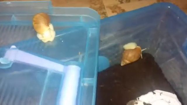 Продажа улиток !!! Улитки ахатины /// слизни , фулики***