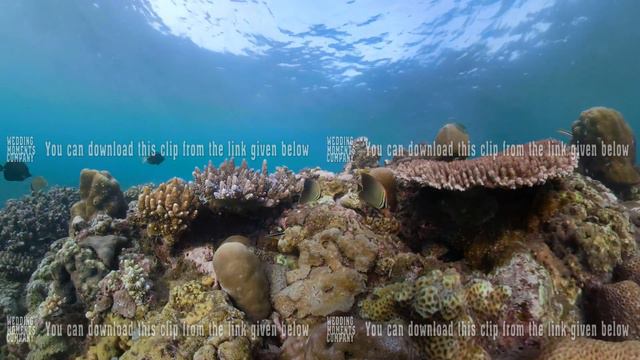 Coral reef and tropical fish смотреть онлайн