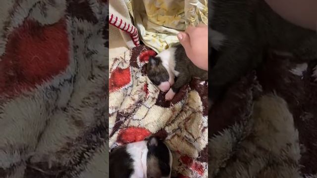 Щенкам бультерьера 3 недели смотреть онлайн