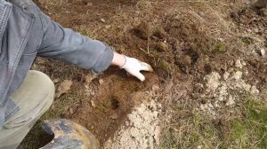 Земляная мышь - как избавиться.