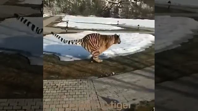 Тает лёд ❄️ тигр и алабай.?? смотреть онлайн