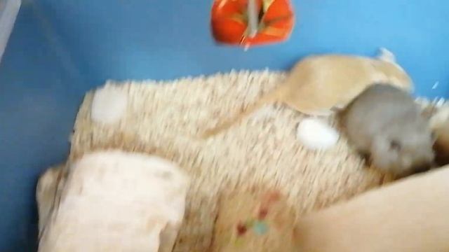 Песчанки Видео 53 Мыши в чистом доме смотреть онлайн