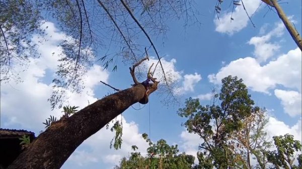 Anticipate disaster..‼️ cut down 2 disturbing trees that threaten the safety of the house