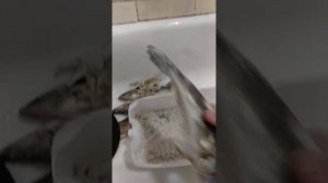 сухой посол судака