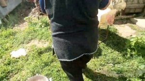 Забой Бройлеров.(+18) В деревне. От начала и до конца.Удобное приспособление для забоя.