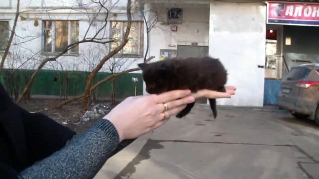 Дольче Вита Трионикс - котенок мейн-кун смотреть онлайн