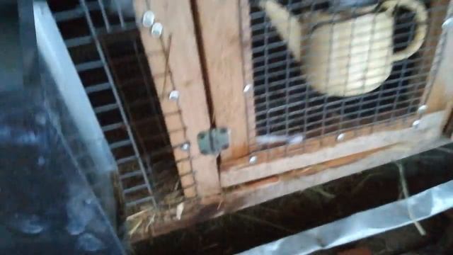 Разведение Калифорнийских кроликов смотреть онлайн