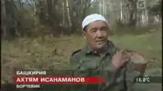 Башкирский мед! Бортевое пчеловодство башкирии. смотреть онлайн