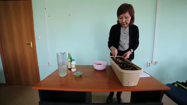 Как правильно прорастить зерно пшеницы для еды в домашних условиях с удобрением? Польза ростков. смотреть онлайн