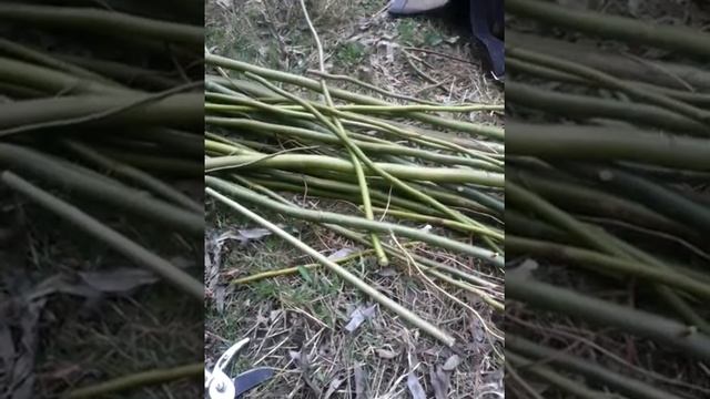 Весеннее черенкование ив для живой изгороди смотреть онлайн