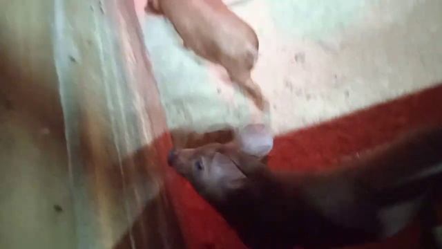 Опорос Бэллы, в 4-й раз стала мамой. Подросшие поросята Дюрок. Установили котел в сарае для свиней. смотреть онлайн
