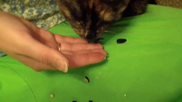 Кошка которая щёлкает семки лучше тебя смотреть онлайн