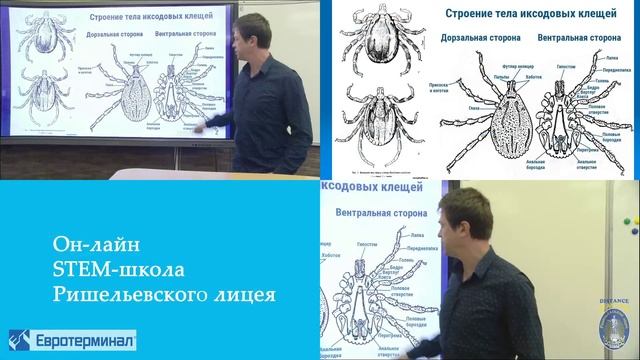 Паразитология. Лекция 4 смотреть онлайн