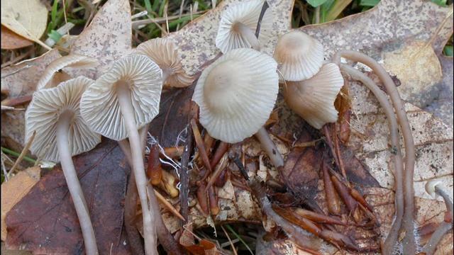 Mycena fagetorum смотреть онлайн