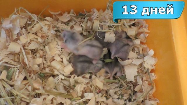 Джунгарские хомяки (0-21 дня) смотреть онлайн