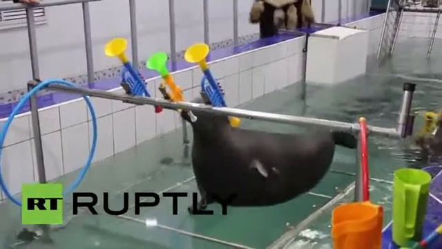 Tatooine bar band Super cute Baikal seals master sax playing смотреть онлайн