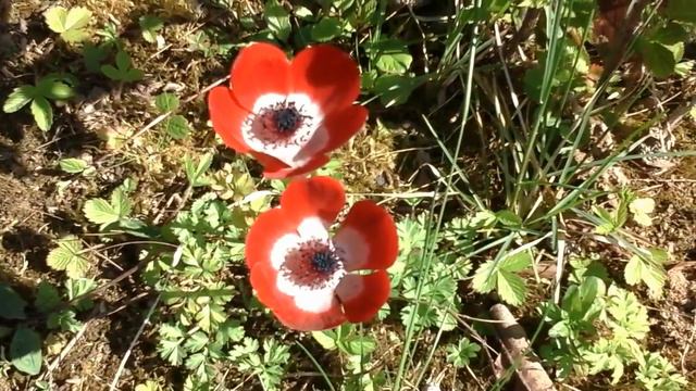 Fleurs d'anémones смотреть онлайн