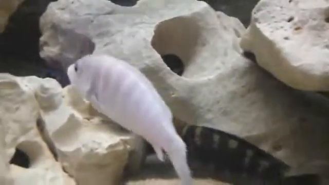 Labidochromis Chisumulae 'Chizumulu' смотреть онлайн