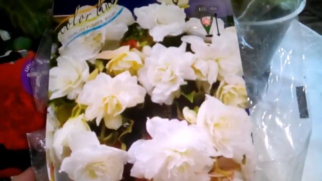 Бегония заполонила все подоконники зимой. смотреть онлайн