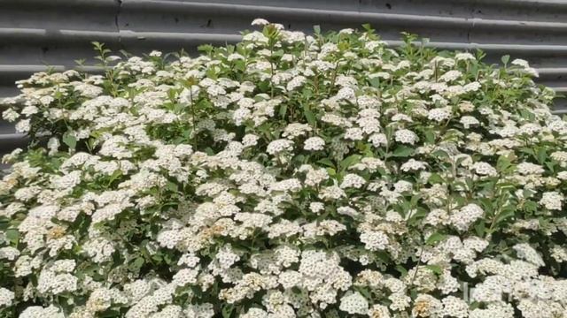 Таволга Вангутта (Спірея Вангутта) смотреть онлайн