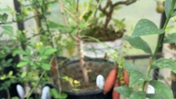 Наши микроцитрусы - обзор плодов. Октябрь. CitrusParadise.