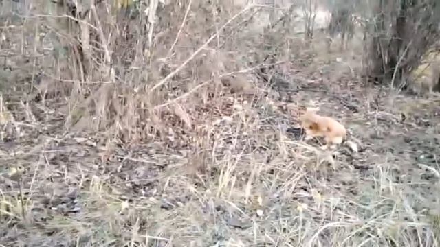 #ЕЙСК, #ДАЧИ ? Украшаю веранду. Гуляем. Тайсон попал в петлю. смотреть онлайн